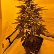 Zamnesia - Critical Automatic - Outdoor