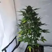 Zamnesia - Critical Automatic - Outdoor