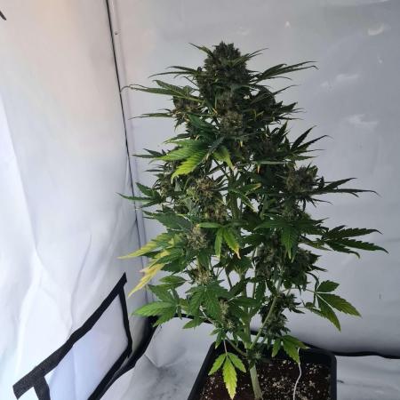 Zamnesia - Critical Automatic - Outdoor