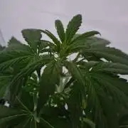 Zamnesia - Critical Automatic - Outdoor