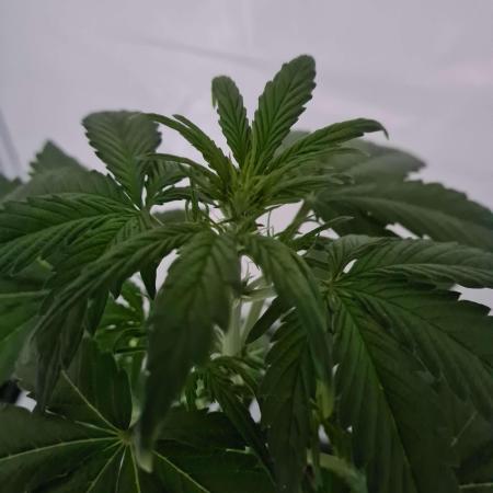 Zamnesia - Critical Automatic - Outdoor