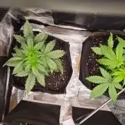 Zamnesia's Critical Automatic