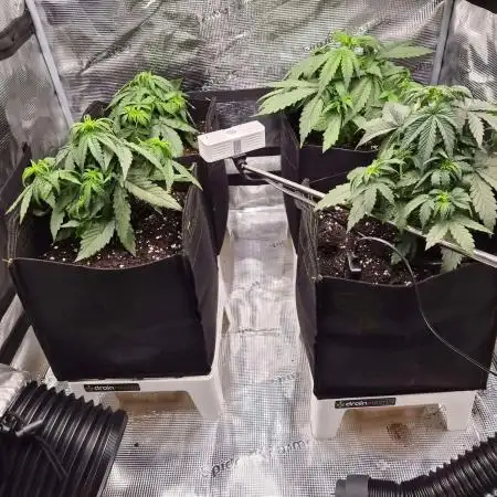 Milkyway F1 + Critical Automatic