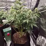Zamnesia's Critical Automatic