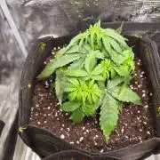 Milky Way F1 Automatic by RQS