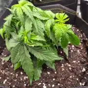 Milky Way F1 Automatic by RQS