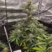 Zamnesia's Critical Automatic