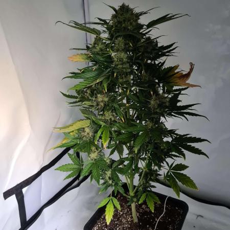 Zamnesia - Critical Automatic - Outdoor