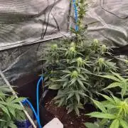 Zamnesia's Critical Automatic