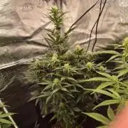 Zamnesia's Critical Automatic