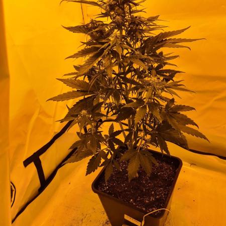 Zamnesia - Critical Automatic - Outdoor