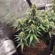 Milky Way F1 Automatic by RQS