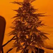 Zamnesia - Critical Automatic - Outdoor