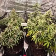 Milkyway F1 + Critical Automatic