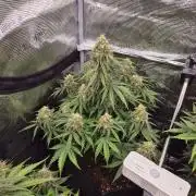 Milky Way F1 Automatic by RQS
