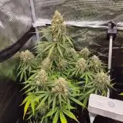 Milky Way F1 Automatic by RQS