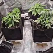 Zamnesia's Critical Automatic