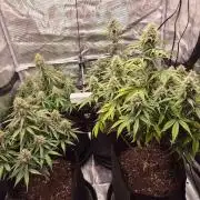 Milkyway F1 + Critical Automatic