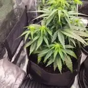 Milky Way F1 Automatic by RQS