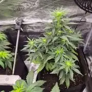 Zamnesia's Critical Automatic