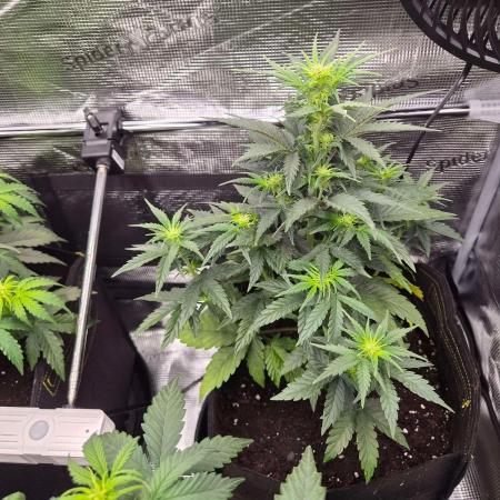 Zamnesia's Critical Automatic