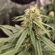 Milky Way F1 Automatic by RQS