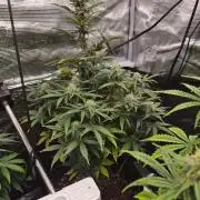 Zamnesia's Critical Automatic