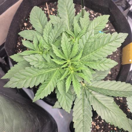 Fast Buds Mix Pack Run (1st grow)