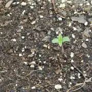 BROTHERS GROWING BUDS