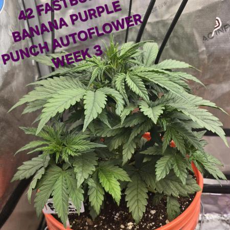 BROTHERS GROWING BUDS