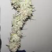 auto big bud