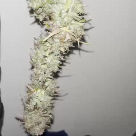 auto big bud