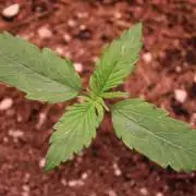 Auto Blackberry Moonrocks 