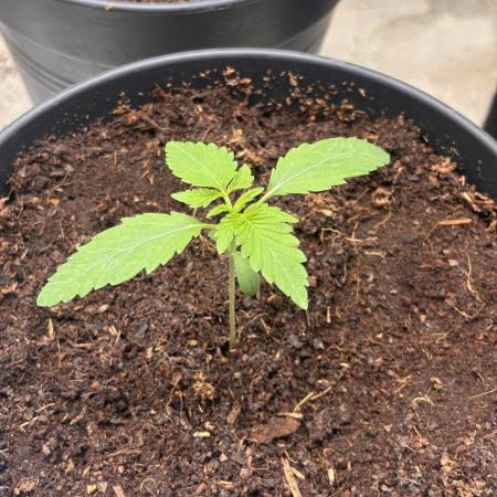 Critical mass fast Grow