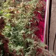 420 Auto