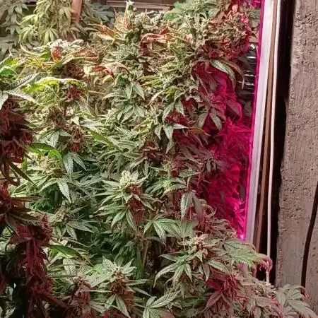 420 Auto