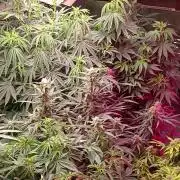 420 Auto