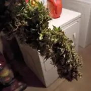 420 Auto
