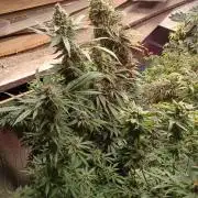 420 Auto