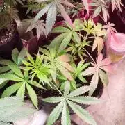 Seedsupreme and Bulldog, Freakshow Fem.