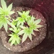 Seedsupreme and Bulldog, Freakshow Fem.