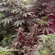 420 Auto