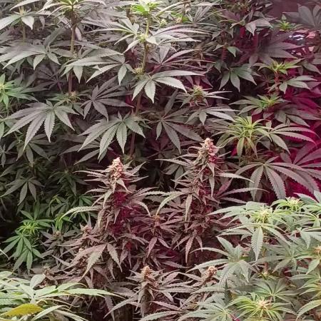 420 Auto