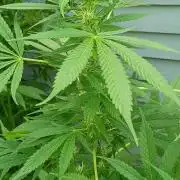 Greasy Monkey Outdoors