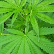 Greasy Monkey Outdoors