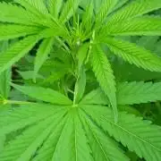 Greasy Monkey Outdoors