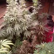 420 Auto