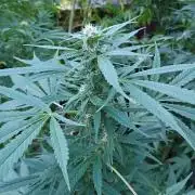 Greasy Monkey Outdoors