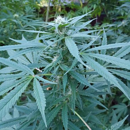 Greasy Monkey Outdoors