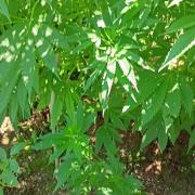 Greasy Monkey Outdoors